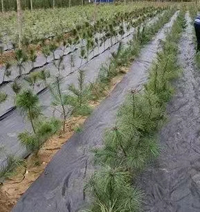 防草布的使用方法